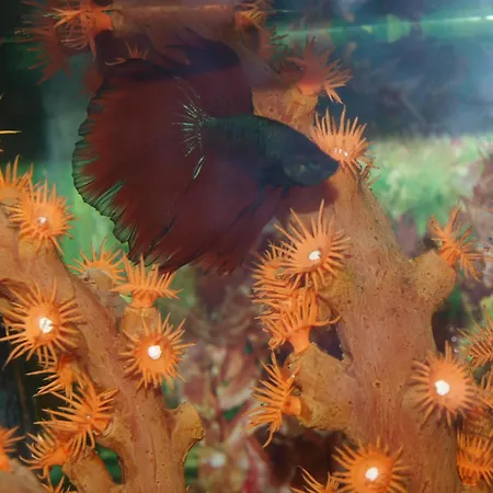 Szálloda Francisco Javier