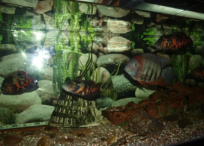 酒店 弗朗西斯科哈维尔酒店 拉科鲁尼亚