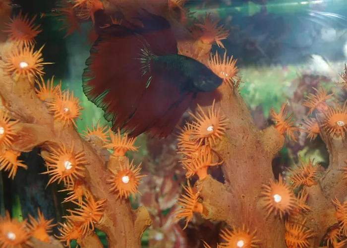 Hotel Francisco Javier